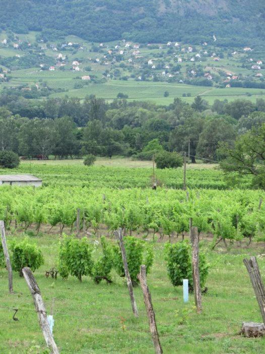 Luis Golyas Haza Villa Raposka Ngoại thất bức ảnh